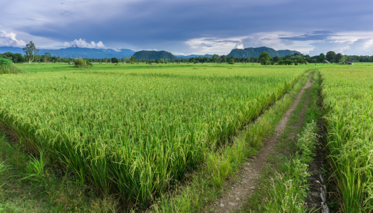 Ideal Conditions for Sugarcane Cultivation
